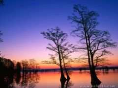 phoca_thumb_l_Bald Cypress Trees at Sunrise, Reelfoot National Wildlife Refuge, Tennessee.jpg