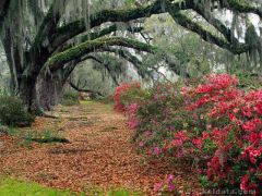 phoca_thumb_l_Azaleas and Live Oaks, Magnolia Plantation, Charleston, South Carolina.jpg