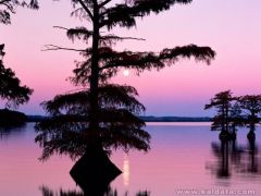 phoca_thumb_l_Bald Cyprus Trees, Reelfoot Lake, Tennessee.jpg