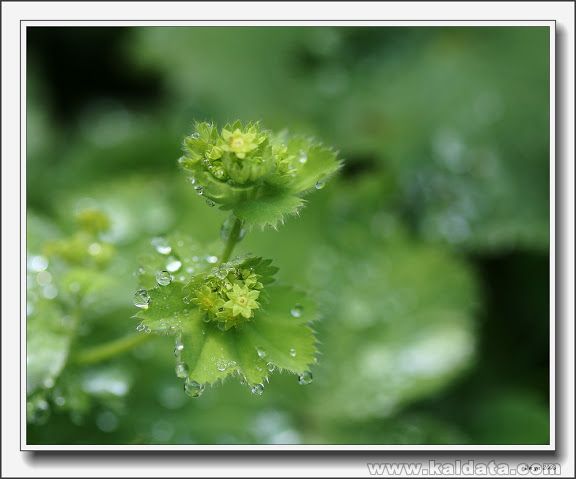 dew_IMG_1687.jpg