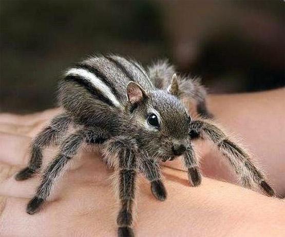 chipmunk-spider-870.thumb.jpg.7d412463e2