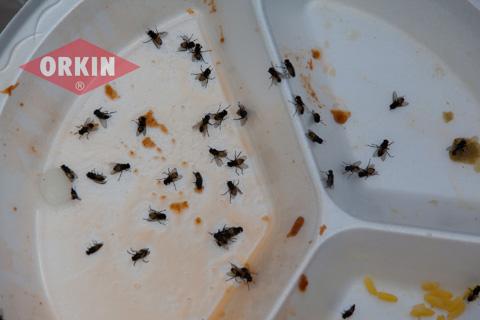 orkin-flies-dirty-plate-480x320.thumb.jp