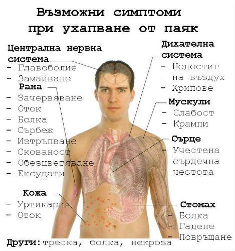 spiderbite_symptoms.jpg