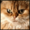 Avatar4e24.gif
