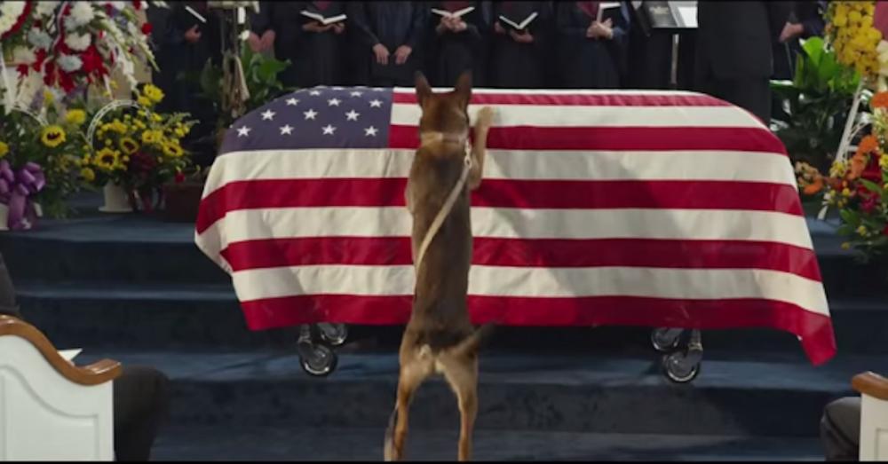 marine-dog.jpg