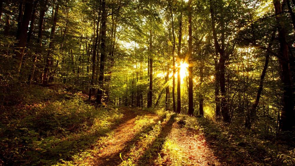 68269566-sunshine-wallpapers.jpg