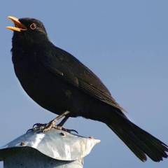 blackbird99