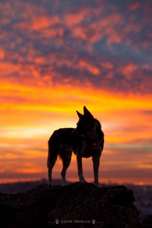Jaymi-heimbuch-dog-sunrise-.jpg.696x0_q80_crop-smart.thumb.jpg.c68c900906746e21966e0182088417b1.jpg