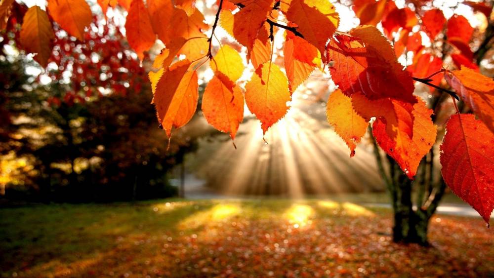 HD-Autumn-Leaves-Wallpaper-4.thumb.jpg.40a1ca0b587cbb6f0ed2e078287750d2.jpg