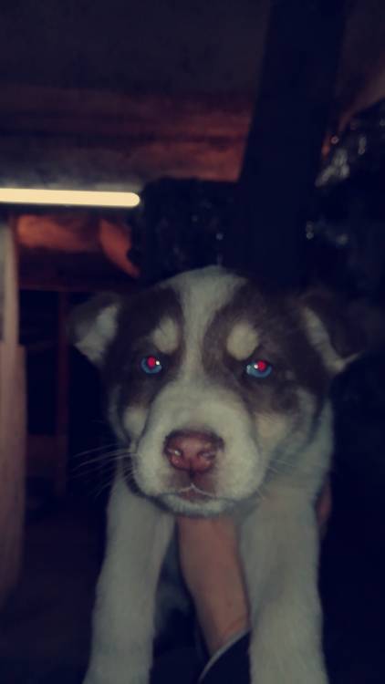 Snapchat-1401327799.jpg
