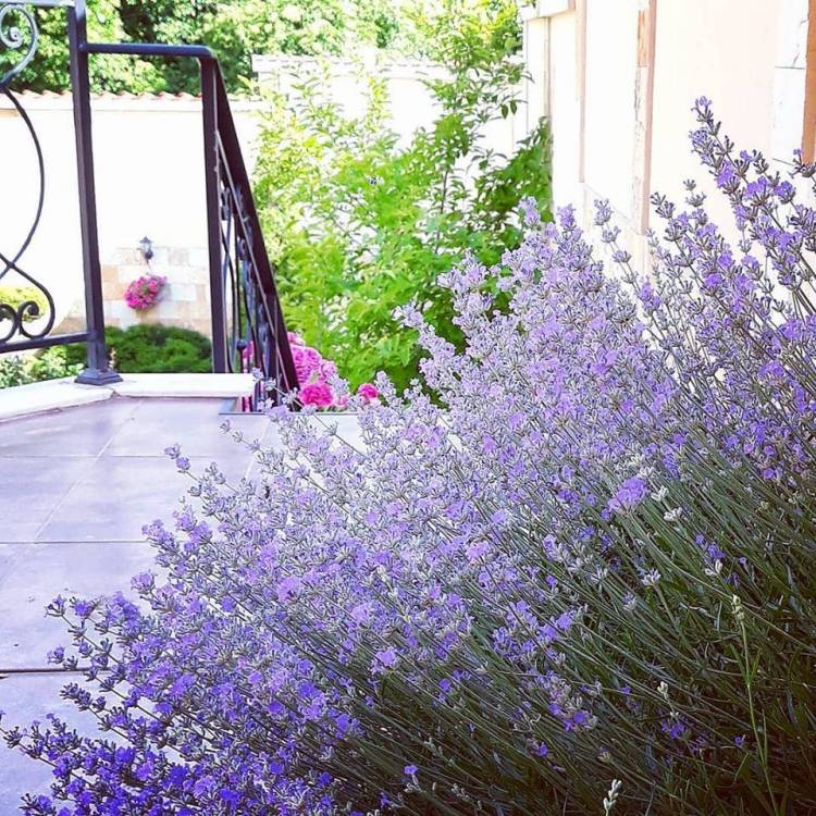 garden.jpg