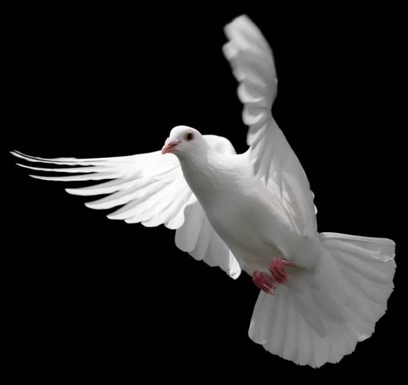 rff-dove_1.jpg