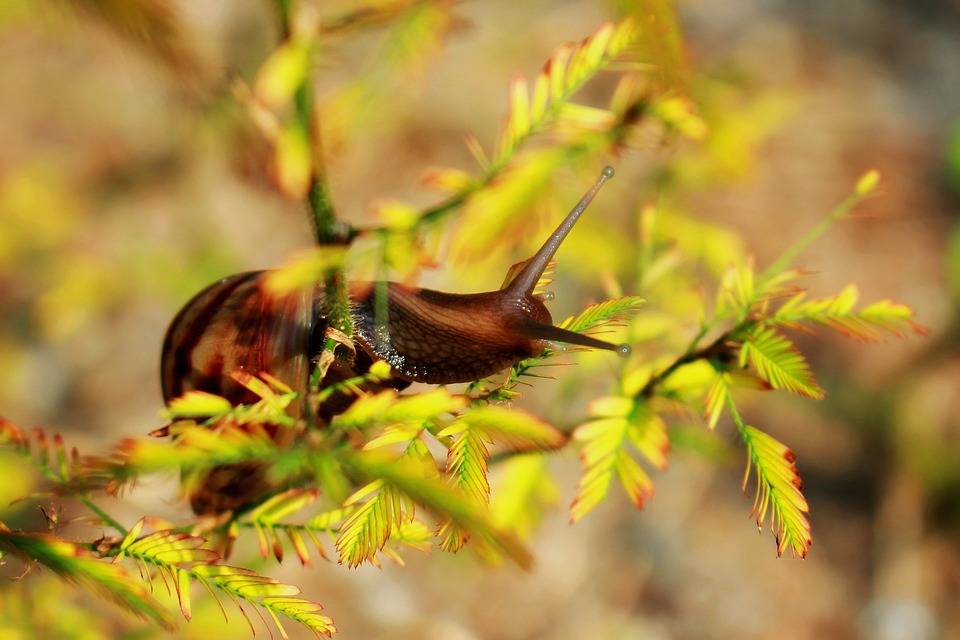 snail-1951246_960_720.jpg.43526f7237fd64aebecb16b386945360.jpg