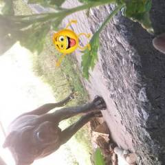 Cane Corso