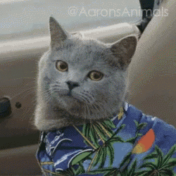tenor.gif.123deb0300f540fd169fca85935e5193.gif