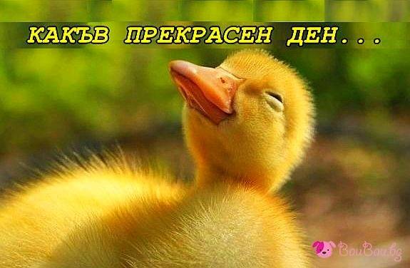 sladko-patence.jpg.b476e9b48d5cb441681d81c0f265abf7.jpg