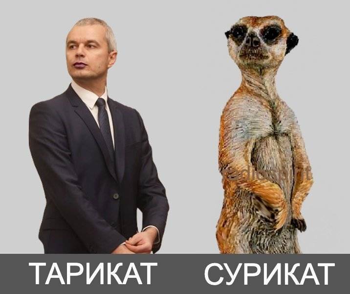 surikat.jpg.8a5595fe317bf5314c262c1e62a85870.jpg