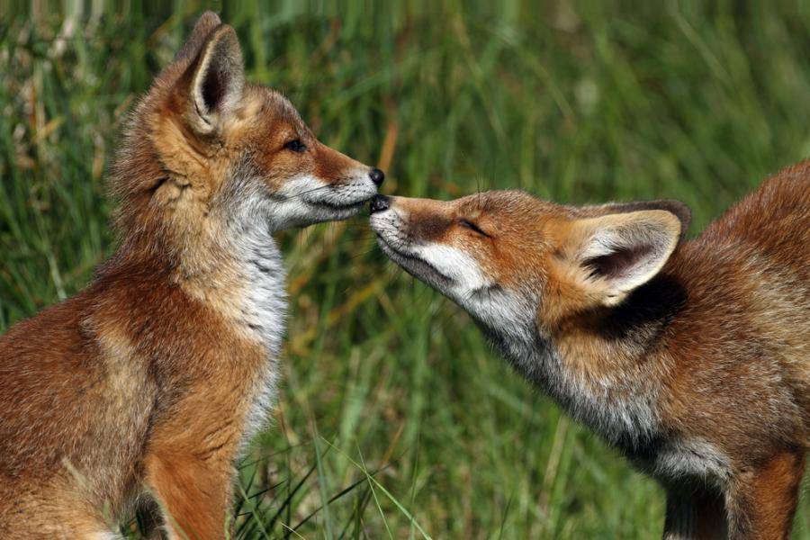 redfoxes_shutterstock_79464133.jpg