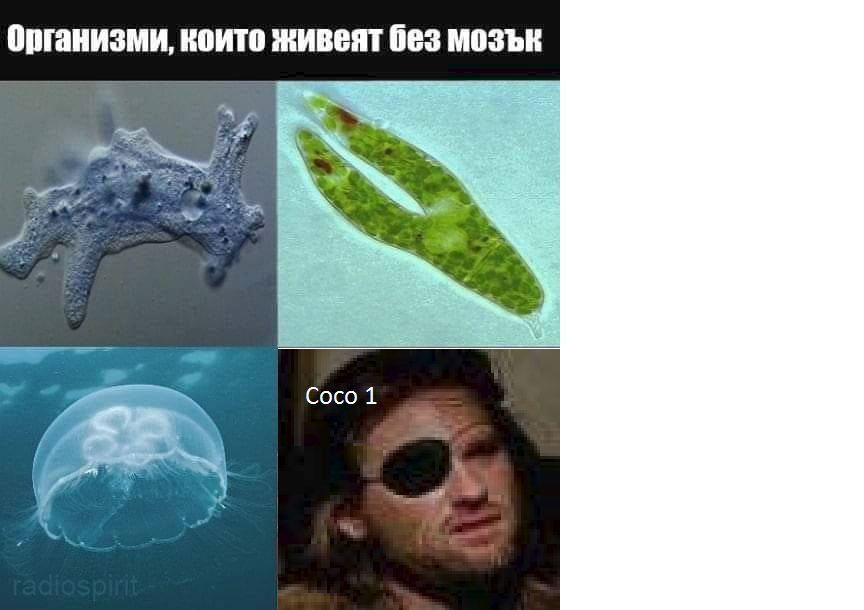 Koko.png.035ae5e5cca99250c0ee03648d4372fe.png