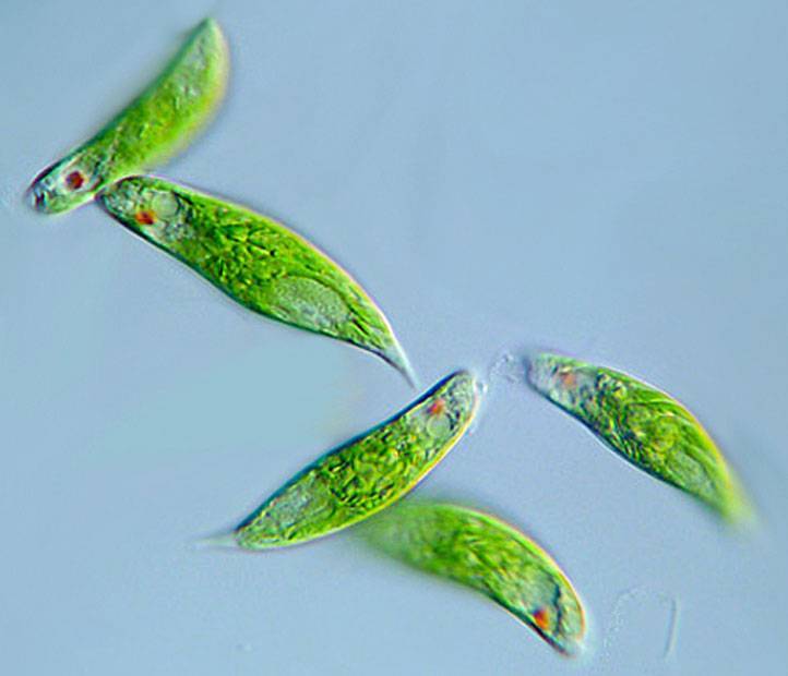 euglenaviridis.jpg.d0309d208b5bc7c3a2498a5620b1b214.jpg