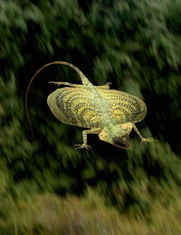 660349735be25498dfac4153190046da--draco-lizards.jpg