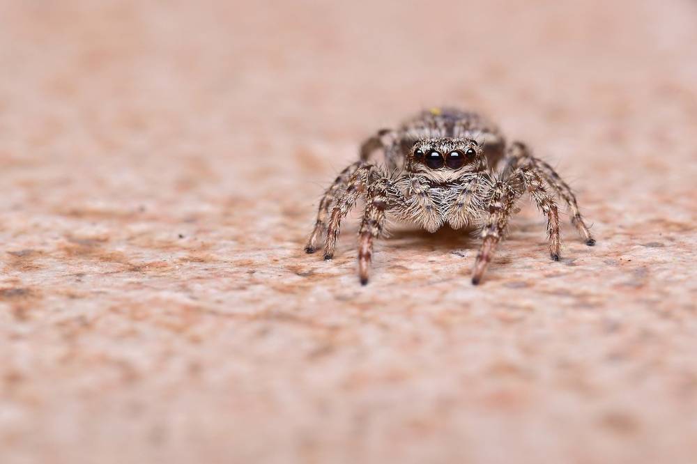 jumping-spiders-8227015.jpg