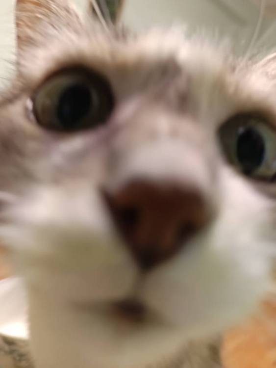 17377455483765944657896813610073.jpg