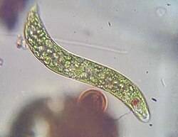 Photosynthetic_euglenid.jpg.3f5d4e763685003e65a904018bff4505.jpg