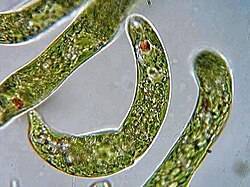 Euglena_sp.jpg.5b554df8f3a4ed607ff51c398546e28a.jpg