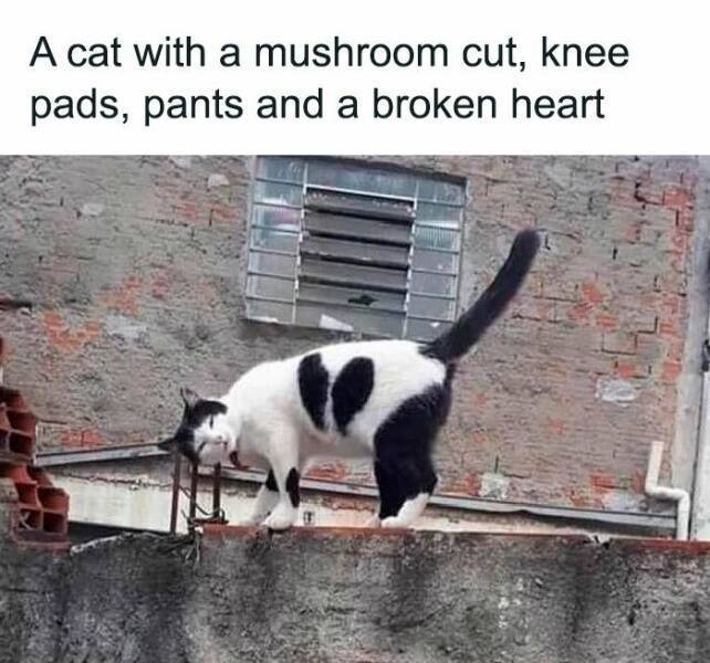 image.jpeg.16385c179f0dc427752b6f9501d83dea.jpeg