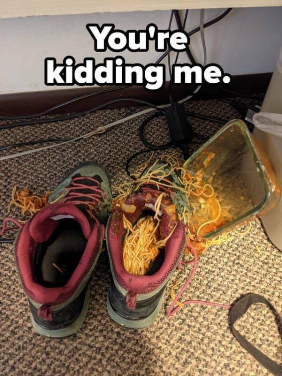 image.thumb.jpeg.42d5c064fdc61e9f2fbfe36cf5929b92.jpeg