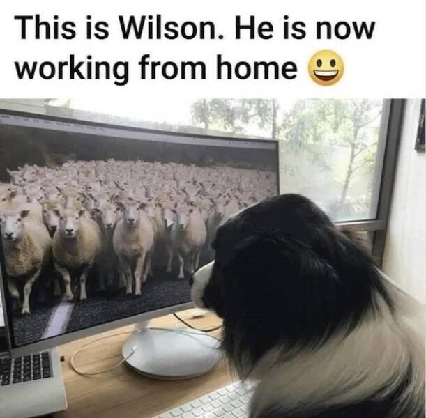 image.jpeg.988c1f120c74ea560ad96a690a0ae283.jpeg