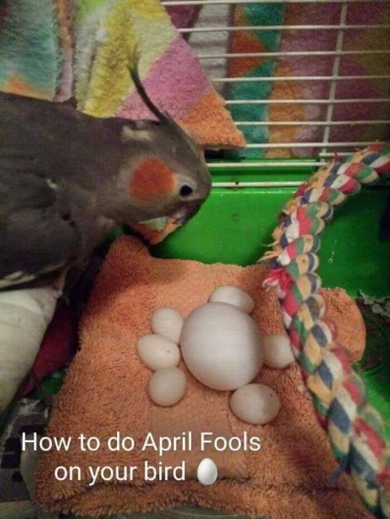 image.thumb.jpeg.d646cf1a497d97a671baf604fa127df3.jpeg