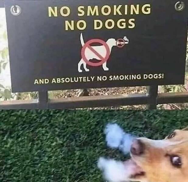 image.jpeg.70a40798995df1feda2a2e7d923f739c.jpeg