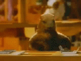 SsCVaB.gif.5c73781821e73321a364f2d86e1f216c.gif