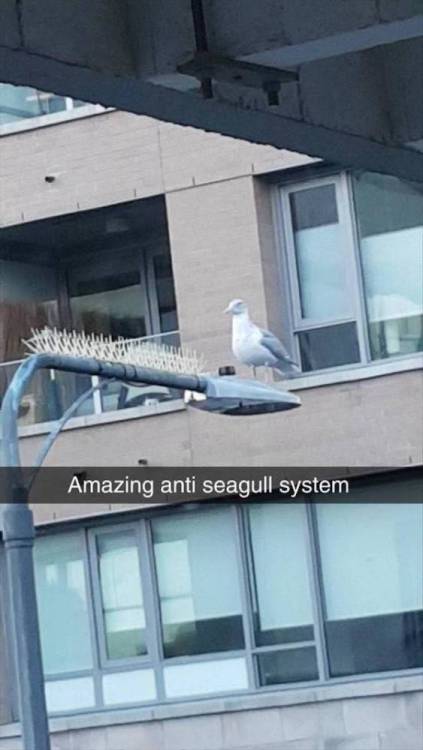 image.thumb.jpeg.bf7a8b7c11ee887d776766bbe158405e.jpeg