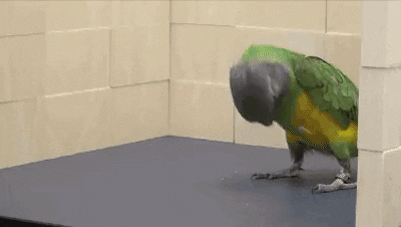image.gif.117d46142c0cf161c2489f3833b0d1d3.gif