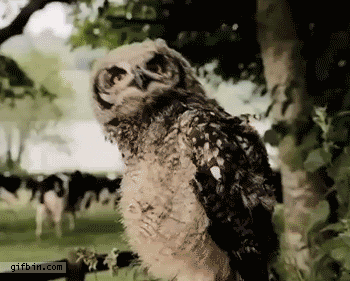 image.gif.4e74f3f1babcb28e5079123a2a01ccce.gif