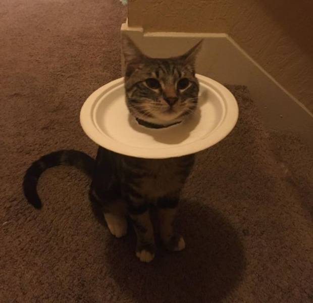 image.jpeg.060f10ef736bf953629f2c827f9690f0.jpeg