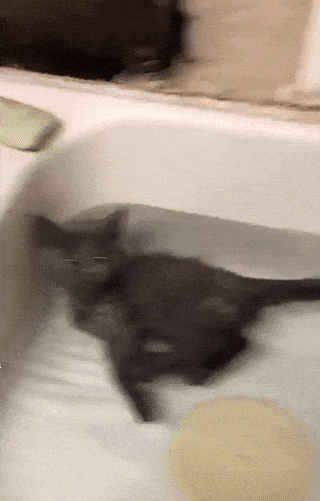 image.gif.0284d54c9d1d3746e7ae1f7e37e24cc2.gif