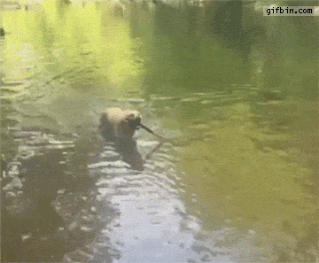 image.gif.23d9b9c322f9ac20f845cfd177becacd.gif