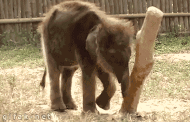 image.gif.2560825d5165890ff9296976094781bf.gif