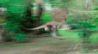 image.gif.2d14e3231a4aa4ce15dfc7222410e5ed.gif