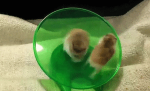 image.gif.46a77365e4005af9a14a4a71a1e6a9f8.gif