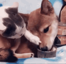 image.gif.4923a346b82921af7f697aa880045906.gif
