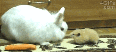 image.gif.4a8abd04980c5b5c71b86221fc259758.gif