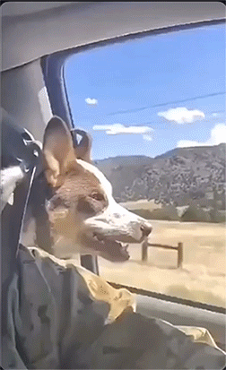 image.gif.507551a22b171c648e17b42ba5235903.gif