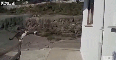 image.gif.5d0accfc325cb0d66c0b327330b8f0d3.gif