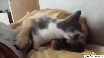 image.gif.6656c6d8c75972436b0583fb9afffa8f.gif