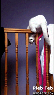 image.gif.6b5cc58d44c3c9a4e6cf0f35525b3e3f.gif